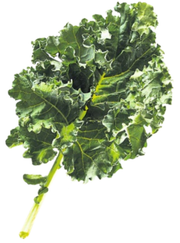 Enthält jede Menge gesunde Inhaltsstoffe: Der Federkohl. (Bild: PD)