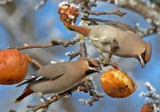 Nicht geerntete Äpfel sind bei Seidenschwänzen sehr beliebt. (Bild vogelwarte.ch/Jean-Lou Zimmermann)