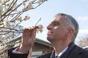 Der Geruchssinn diktiert unser leben - und nicht nur dann, wenn wir bewusst an einer wohlriechenden Blume schnuppern. Im Bild Bundesrat Didier Burkhalter bei einer Japan-Reise im Februar. (Bild: Keystone)