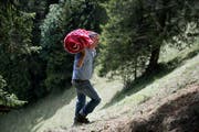 Wildheuen mit Peter Keller am 16. Juli 2017 Plangge Chellen beim Stanserhorn. Im Bild Peter Keller. (Bild: Corinne Glanzmann, 16. Juli 2017)