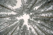 Verschneiter Honauerwald. (Bild: Pius Amrein (Honau, 19. März 2018))