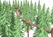 Der erste Baumkronenweg der Schweiz im «Eiszeitwald» soll den Besuchern ein Walderlebnis bieten. (Bild: Visualisierung pronatour GmbH Leobendorf)