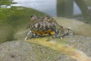 Eine Gelbbauchunke: Sie fühlt sich im sanierten Tümpel Hasenbühl wohl. (Bild: pd)