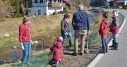 Die Anwohner stellten an der Deinikonerstrasse in Baar den Amphibienzaun am 25. Februar auf (oben). Einige Grasfrösche sind in die eingelassenen Kübel gefallen (unten). Bild: PD