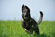 Polizeihund Plexus hat die beiden Flüchtigen gestellt. (Bild: Kapo Obwalden)
