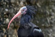 Der Waldrapp ist eine extrem bedrohte Vogelart. Im Tierpark Goldau leben 17 Waldrappe. (Bild: Erhard Gick / Neue SZ)