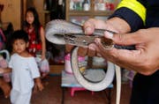 Schlangen tauchen immer öfters in Bangkoks Wohnungen auf. (Bild: Sakchai Lalit / AP (Bangkok, 6. Oktober 2017))