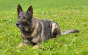 Polizeihund Xando stellte einen Einbrecher. (Bild: Luzerner Polizei)