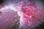 Schon der Beginn menschlichen Lebens mit dem Eindringen der Sperma- in die Eizelle mutet wie ein Wunder an. (Bild: Getty)