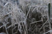 In der Zentralschweiz gab es am Donnerstagmorgen verbreitet Frost. (Symolbild) (Bild: Boris Bürgisser / Neue LZ)