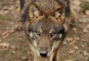 Ein Wolf im Tierpark Goldau. (Bild Boris Bürgisser/Neue LZ)