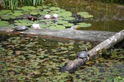 Patinnen und Paten des Tierparks Goldau ermöglichen Projekte wie den im Juli eröffneten Sumpfschilkröten-Weiher. (Bild: Irene Infanger / Neue SZ)