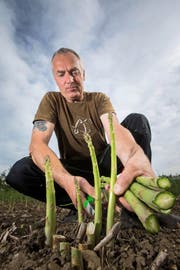Beat Kaufmann (48) vom Sidlerhof in Nottwil – hier bei der Ernte vom Mittwoch – gehört zu den wenigen Spargelproduzenten im Kanton. (Bild Philipp Schmidli)