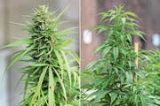 THC- und CBD-Hanf (rechts) lassen sich mit blossem Auge nicht immer einfach unterscheiden. (Bilder: APA/Keystone)