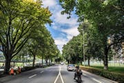 Eine durchmischte Baumreihe an der Horwerstrasse in Luzern, auf Höhe der Allmend. (Bild Boris Bürgisser)