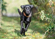 Labradore, wie die abgebildete Luna aus Sempach, gehören zu den beliebtesten Hunden der Luzerner. Bild: Corinne Glanzmann (Sempach, 24. Oktober 2016)
