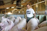 Schweinezucht bei Bauer Andreas Boog in Rickenbach. (Bild: Dominik Wunderli)