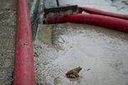 Die Feuerwehr in Obermarch hatte alle Hände voll zu tun. (Symbolbild) (Bild: Archiv Neue LZ)