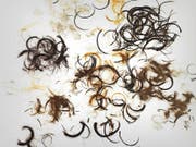 Für eine rechtsmedizinische Haaranalyse braucht es ein Büschel, das nahe an der Kopfhaut abgeschnitten wird. Glatzenträger kommen nicht ungeschoren davon. (Bild: Getty)