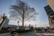 Das neue Zuhause der Rotbuche ist der Stadtpark. (Bild: PD / Bürobureau)
