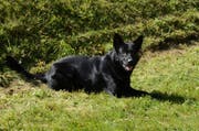 Der Polizeihund «Tyson» konnte die beiden flüchtigen Männer schnappen. (Bild: Luzerner Polizei)
