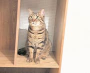 Wohlbehalten wieder aufgetaucht: Katze Amigo. (Bild: PD)