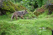 Ein Wolf im Tierpark Goldau: Das Raubtier gibt auch im Kanton Nidwalden zu reden. (Bild Romano Cuonz)