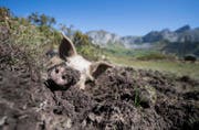 Wildschwein beim Suhlen auf der Alp Selez. (Bild: Urs Flüeler/Keystone (Bürglen, 29. August 2017))