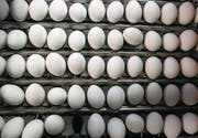 Auch in der Schweiz wurden Eier entdeckt, die das Insektengift Fipronil enthielten. Die hiesigen Detailhändler haben reagiert und Importeier aus dem Sortiment entfernt. (Bild: Urs Flüeler/Keystone (Malters, 14. Februar 2011))