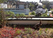 Das Abenteuer beginnt: Die frisch geschlüpften Entlein auf der Dachterrasse des Gemeindehauses. Ihr Weg führt sie von ihrem Nest (links, nicht sichtbar) hinunter zum Dorfbach (rechts, im Bereich der Fahnen). (Bild: Bruno Imgrüt)