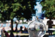 Wer derzeit draussen etwas Süsses trinkt, bleibt nicht lange alleine. (Bild: Stefan Kaiser (Zug, 7. August 2017))