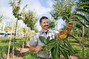 Anton Sidler von der IG Pro Kastanie Zentralschweiz in seiner Baumschule in Küssnacht.Bild: Corinne Glanzmann (3. Oktober 2016)