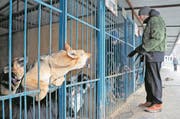 epa06435668 A worker takes care of dogs in the shelter for stray dogs Red Pine in Moscow, Russia, 13 January 2018. According to reports, the Russian government instructed host cities ahead of 2018 Soccer World Cup in Russia to organize temporary shelters for homeless animals to ensure safety for visitors. Stray animals in temporary shelters will receive proper care, vaccinations and will be sterilized. However, the First Deputy Chairman of the State Duma Committee on Education and Science, Gennady Onishchenko, announced that homeless dogs, which will not be adopted, must be put to sleep. Vice-chairman of the State Duma Committee for Ecology and Environmental Protection, Kiryl Cherkasov said that it should be considered to put down the stray dogs after catching them only if the animal poses a real threat to citizens. According to media reports, some 35,000 homeless dogs were counted in the Russian capital in 2010. EPA/YURI KOCHETKOV ATTENTION: This Image is part of a PHOTO SET (Bild: Yuri Kochetko/EPA (Moskau, 13. Januar 2018))