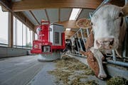 Essenszeit für die 65 Kühe: Roboter Vector holt das Futter und verteilt es anschliessend im Stall. Danach fährt er wieder zur Abfüllanlage zurück. Dies macht er zehnmal pro Tag. (Bild Pius Amrein)