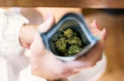 Auch die Verbreitung von legalem Hanf dürfte die Gesundheitsdirektion unter Zugzwang setzen. (Bild: Keystone, Christian Beutler (5. Mai 2017))