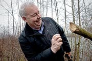 Philipp Amrein, Leiter Fachbereich Jagd und Fischerei, inspiziert die Bissspuren gestern an der Reuss bei Inwil - der Biber hat ganze Arbeit geleistet. (Bild: Nadia Schärli/Neue LZ)