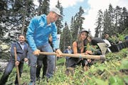 Dario Cologna und Lizan Kuster halfen im Gurschenwald tatkräftig mit. (Bild: Urs Hanhart/UZ, Andermatt, 30. Juni 2017)