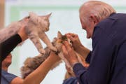 Ein Richter bewertet die Katze Bright House. (Bild: Roger Grütter (Rothenburg, 17. Dezember 2017))