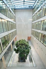 Im lichtdurchfluteten Eingangs- bereich sorgt ein 12 Meter hoher Ficus-Baum für Aufsehen. (Bild Maria Schmid)