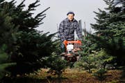 Mit einer Spezialmaschine schneidet Beni Langenegger in Baar die Christbäume. (Bild: Stefan Kaiser / Neue ZZ)
