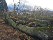 Auf der Dreilindenhöhe in der Stadt Luzern hat «Burglind» zahlreiche Bäume umgenietet. (Bild: Leserreporter)