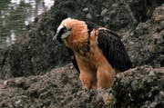 Ein Bartgeier im Tierpark Goldau. (Bild: Andrea Schelbert / Neue SZ)