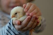 Erste Osterbibeli gibt es bereits ab heute Donnerstag zu bestaunen. (Bild: Pius Amrein / Neue LZ (Archiv))