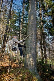 Zeidler Tomasz Dzierzanowski demonstriert im Schlosswald in Kriens sein altes Handwerk. (Bild Pius Amrein)