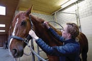 Tiertherapeutin Alexandra Wolf behandelt den Wallach Da Vinci mit der neuen Schröpftherapie. Das Behandlungsgerät (unten links) erzeugt ein regulierbares Vakuum, die unterschiedlichen Gläser wählt sie je nach Art der Beschwerden. (Bild: Werner Schelbert (Baar, 17. Februar 2018))
