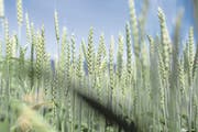Im Parlament wird um die Ernährungssicherheit gerungen. Im Bild ein Weizenfeld. (Bild: Gaetan Bally/Keystone)