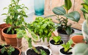balcony garden
