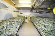 Die Anlage war professionell eingerichtet. (Bild: Schwyzer Polizei)