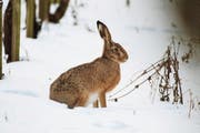 Bedrohter Feldhase: Aktuell dürften im Kanton Luzern nur noch rund 1500 dieser Tiere leben. (Bild: Markus Jenny)