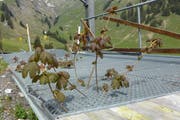 Die Natur findet ihre Wege durch die verlassenen Orte. Im Bild die stillgelegte Sesselbahn nach Schönbühl. (Bild: Markus von Rotz / Neue OZ)